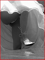 Free up skirt bride pics