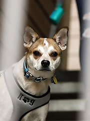 8 pictures - Katie Darling Rescued By An Angel